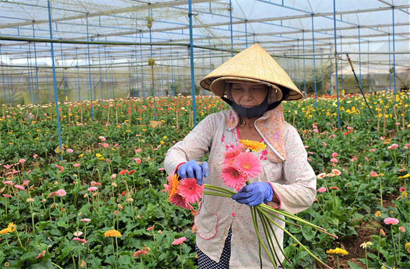 Đảng bộ tỉnh Lâm Đồng: Nhiều biện pháp lãnh đạo phù hợp thúc đẩy các phong trào thi đua
